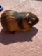 Teddy or Rex Guinea Pig Rodents