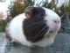 Teddy or Rex Guinea Pig Rodents for sale in Aurora, CO, USA. price: $150