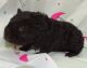 Teddy or Rex Guinea Pig Rodents for sale in Abilene, KS 67410, USA. price: NA