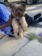 Teddy Roosevelt Terrier Puppies for sale in Roxbury, Boston, MA, USA. price: $350