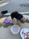 Teddy Roosevelt Terrier Puppies