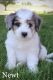 Teddy Roosevelt Terrier Puppies for sale in Parlin, Sayreville, NJ 08859, USA. price: $950