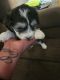 Teddy Roosevelt Terrier Puppies for sale in 817 Merriman Dr, El Paso, TX 79912, USA. price: $150
