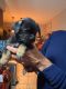Teddy Roosevelt Terrier Puppies for sale in Pleasant Valley, IA 52722, USA. price: $1,000