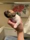 Teddy Roosevelt Terrier Puppies for sale in Robards, KY 42452, USA. price: NA