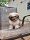 Teddy Roosevelt Terrier Puppies for sale in East Brunswick, NJ 08816, USA. price: $1,800