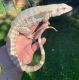 Tegu Reptiles for sale in Salt Lake City, UT, USA. price: $1,500