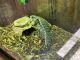 Tegu Reptiles for sale in Indian Mound, TN 37079, USA. price: NA