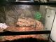 Tegu Reptiles for sale in Jersey City, NJ, USA. price: $150
