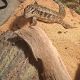 Tegu Reptiles for sale in Irwin, PA 15642, USA. price: $350