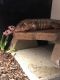 Tegu Reptiles for sale in Paducah, KY, USA. price: $250