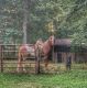 Tennessee Walker Horses for sale in Monterey, TN 38574, USA. price: NA