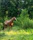 Tennessee Walker Horses