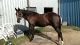 Tennessee Walker Horses for sale in Houston, TX, USA. price: $4,500