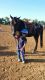 Tennessee Walker Horses for sale in Lexington, KY, USA. price: $400