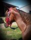 Tennessee Walker Horses for sale in Hillsboro, OH 45133, USA. price: NA