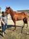 Tennessee Walker Horses for sale in Texas Charter Township, MI, USA. price: NA