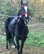 Tennessee Walker Horses for sale in Sawyerville, AL 36776, USA. price: $1,000