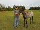 Tennessee Walker Horses for sale in Huntsville, TX 77320, USA. price: $1,000