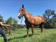 Tennessee Walker Horses for sale in Pine Bush, NY 12566, USA. price: $1,000