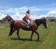 Tennessee Walker Horses for sale in Minneapolis, MN, USA. price: $1,600