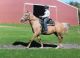 Tennessee Walker Horses for sale in Denver, CO, USA. price: $1,600