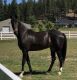 Tennessee Walker Horses for sale in Albuquerque, NM, USA. price: $500