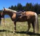 Tennessee Walker Horses for sale in El Paso, TX, USA. price: $1,600