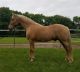 Tennessee Walker Horses for sale in Pittsburgh, PA, USA. price: NA