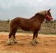 Tersk Horses for sale in Arlington, VA, USA. price: NA
