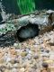 Texas Cichlid Fishes