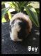 Texel Guinea Pig Rodents for sale in Murrieta, CA, USA. price: NA