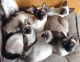 Thai Cats for sale in Castro Valley, CA 94552, USA. price: NA