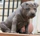 Thai Ridgeback Puppies for sale in West End, NC 27376, USA. price: $2,400