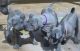 Thai Ridgeback Puppies for sale in Riverside, CA, USA. price: $1,500