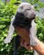 Thai Ridgeback Puppies for sale in Los Angeles, CA, USA. price: $500