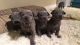 Thai Ridgeback Puppies for sale in Akron, OH 44313, USA. price: $750