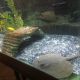 Thornback stingray Fishes for sale in Owensboro, KY, USA. price: NA