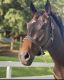 Thoroughbred Horses for sale in Puerto Rico, TX 78563, USA. price: NA
