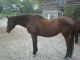 Thoroughbred Horses for sale in Fayetteville, NC, USA. price: NA