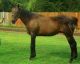Thoroughbred Horses for sale in Louisville, KY, USA. price: $650
