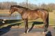 Thoroughbred Horses for sale in Minneapolis, MN, USA. price: NA