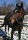 Thoroughbred Horses for sale in Pittsburgh, PA, USA. price: NA