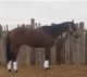 Thoroughbred Horses for sale in Hagerman, NM 88232, USA. price: NA