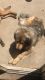 Tibetan Mastiff Puppies for sale in Vallejo, CA, USA. price: NA