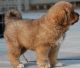 Tibetan Mastiff Puppies for sale in Chicago, IL 60620, USA. price: $500
