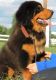 Tibetan Mastiff Puppies for sale in Dallas County, TX, USA. price: NA