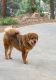 Tibetan Mastiff Puppies for sale in Silverado Canyon Rd, Silverado, CA, USA. price: $2,500