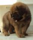 Tibetan Mastiff Puppies for sale in Mahanagar, Lucknow, Uttar Pradesh 226006, India. price: 20000 INR