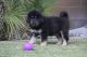 Tibetan Mastiff Puppies for sale in Cathedral City, CA, USA. price: NA